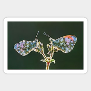 Two Orange Tips on a Little Mouse-Ear Flower Sticker